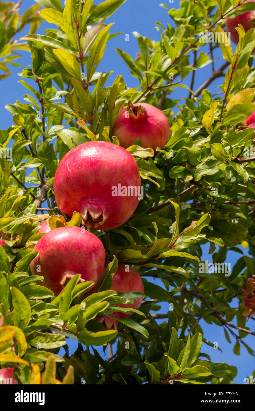 Frutti di autunno: un gruppo di melagrane su 'albero Foto Stock