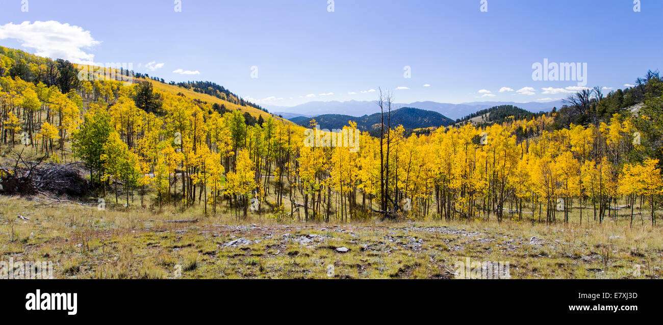 Ampia vista panoramica della caduta delle foglie con i colori autunnali, Aspen Ridge, Central Colorado, STATI UNITI D'AMERICA Foto Stock