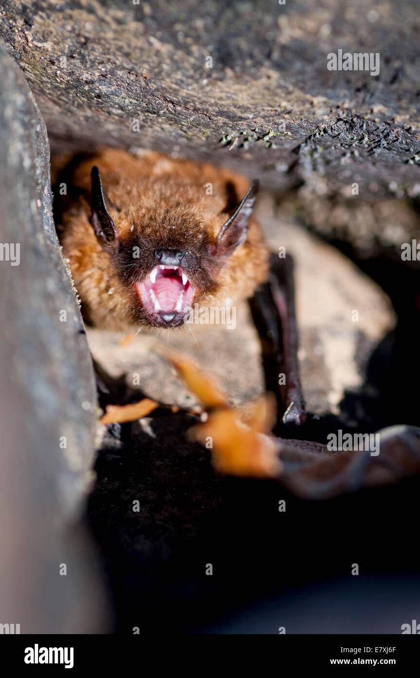 Brown Bat sono ' appollaiati in rocce nel mezzo del piccolo fiume in poco River Canyon National Preserve, Alabama, STATI UNITI D'AMERICA Foto Stock
