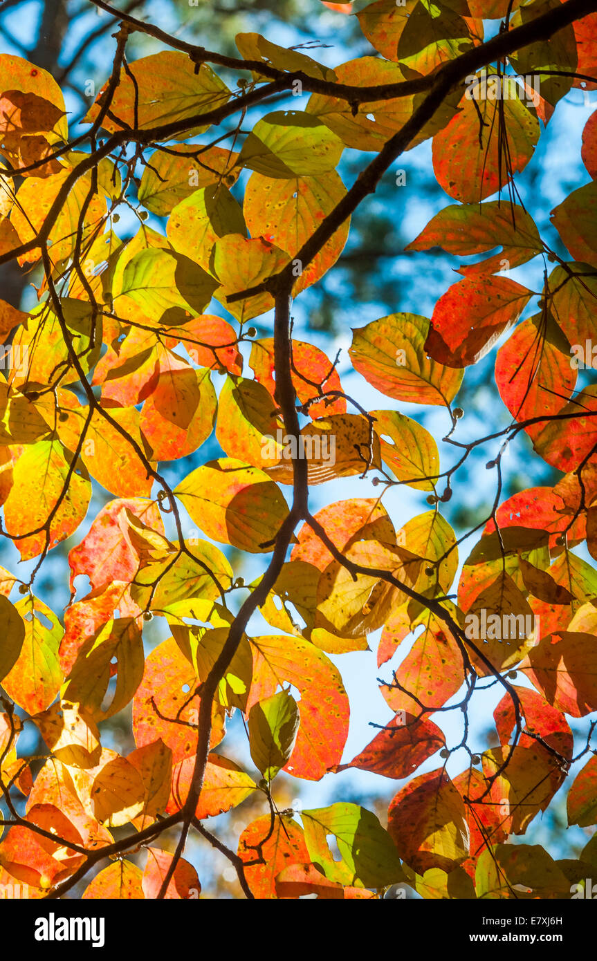 Fioritura Sanguinello(Cornus florida) nella mattina presto luce in autunno . Talladega National Forest, Alabama, STATI UNITI D'AMERICA Foto Stock