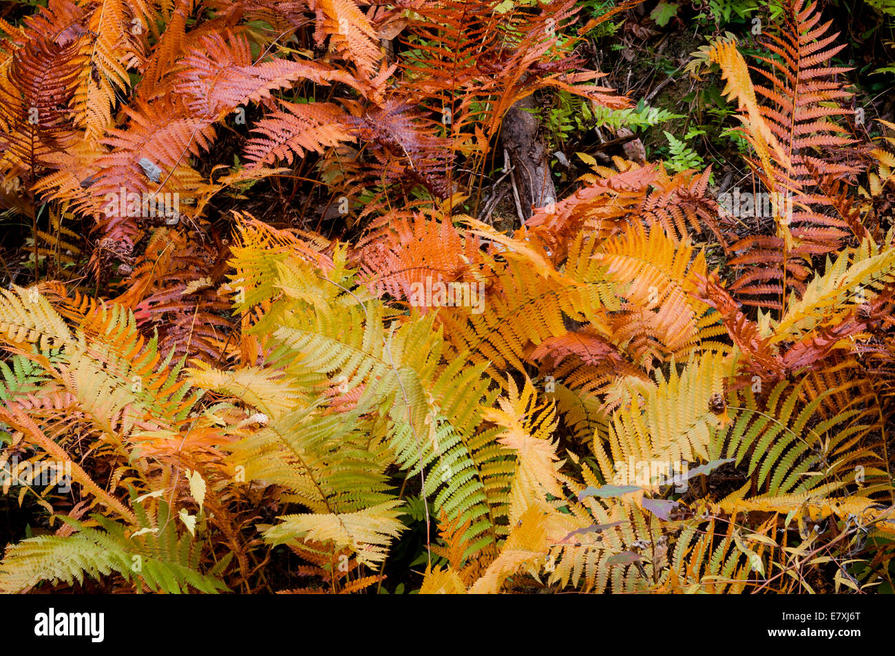 Felci ci mostra i colori autunnali di Talladega National Forest, Alabama, STATI UNITI D'AMERICA Foto Stock