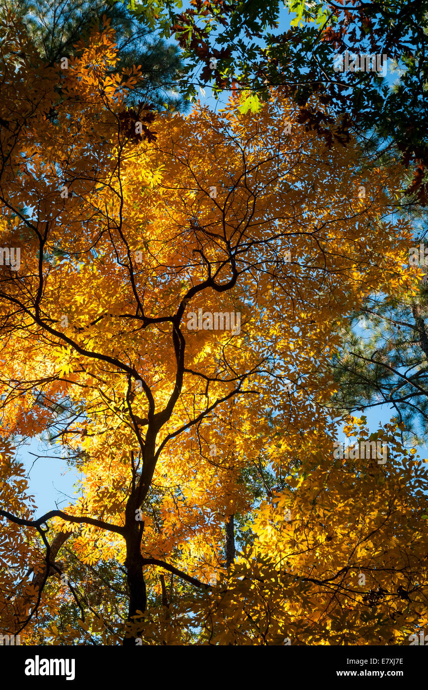Sassofrasso Albero in autunno in Talladega National Forest, Alabama, STATI UNITI D'AMERICA Foto Stock