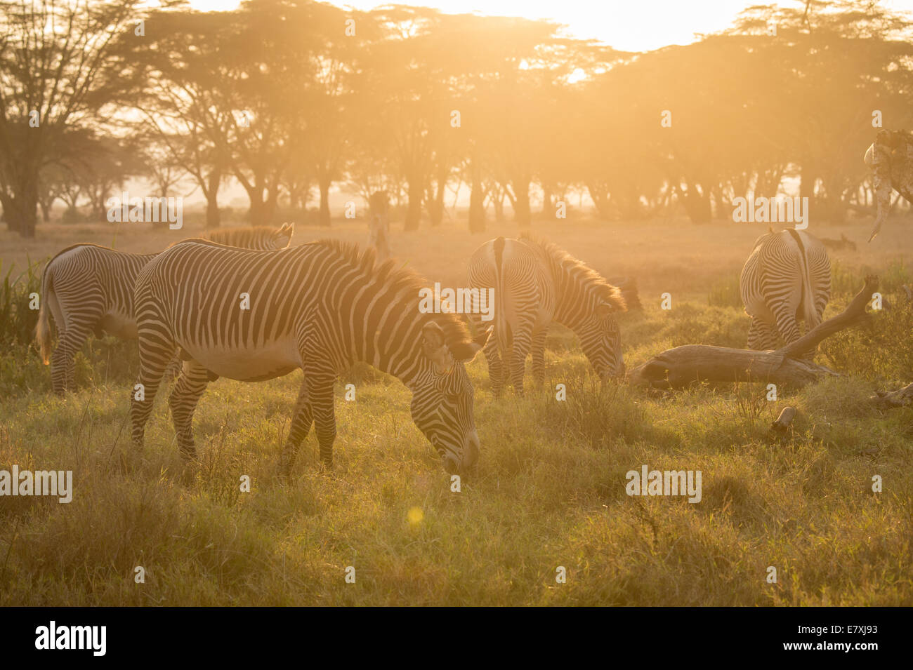 La Lewa Wildlife Conservancy è un 62.000 acri di area che supporta più di 70 specie animali - di cui oltre il 10 per cento di Ken Foto Stock