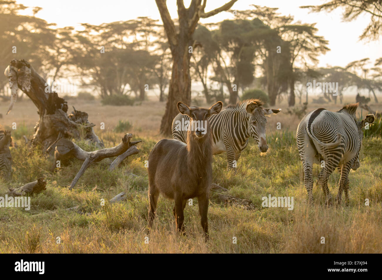 La Lewa Wildlife Conservancy è un 62.000 acri di area che supporta più di 70 specie animali - di cui oltre il 10 per cento di Ken Foto Stock