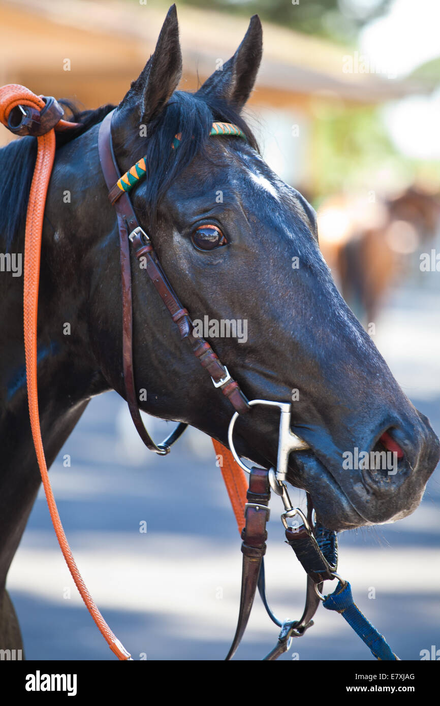 Cavallo lungo la via la preparazione per la gara numero uno Foto Stock