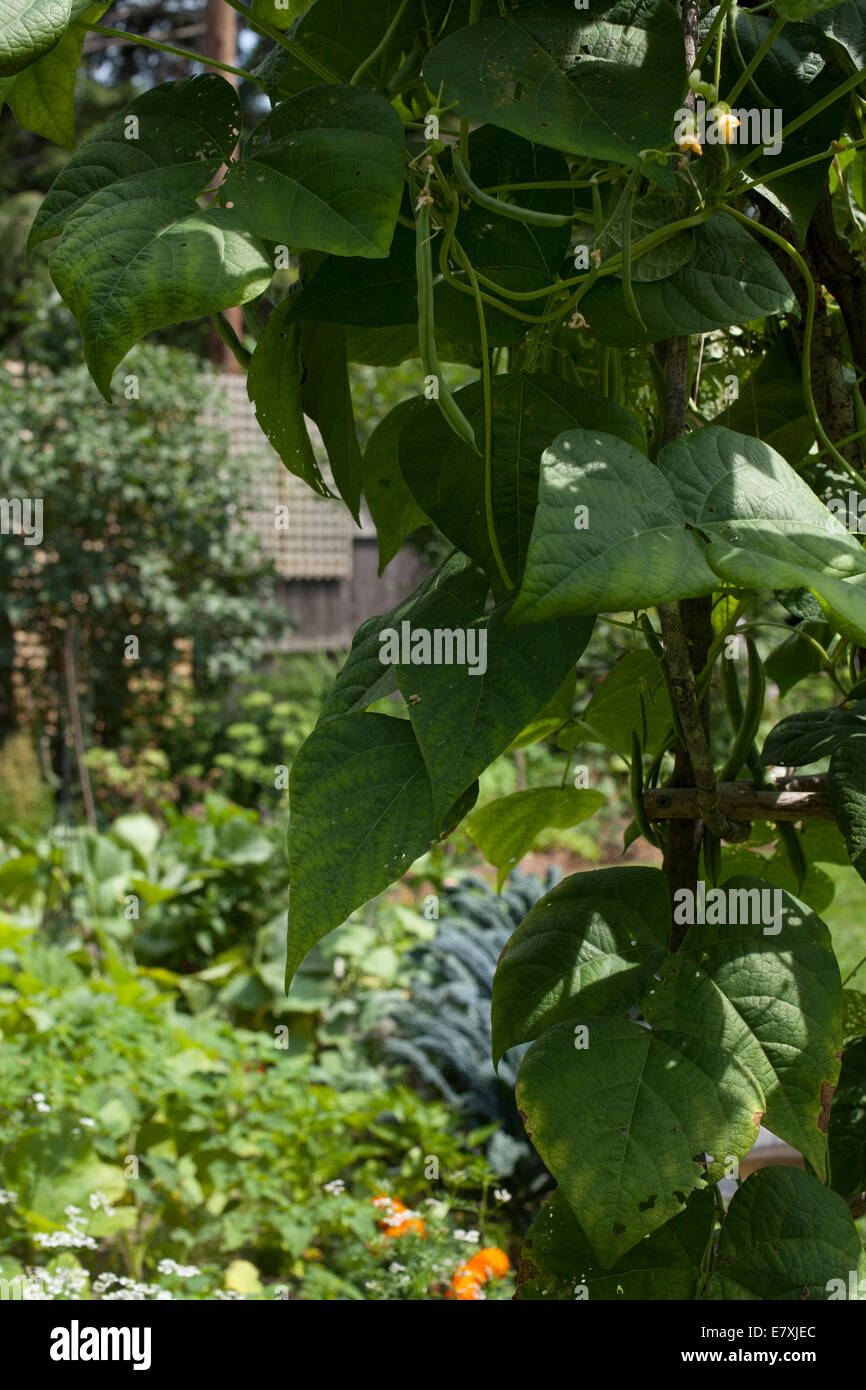 Pole fagioli crescere su un traliccio in un giardino di casa. Foto Stock