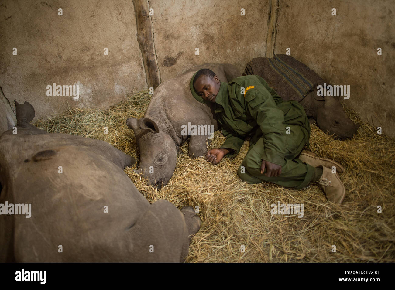 Yusuf, un guardiano al Lewa Wildlife Conservancy nel Kenya centrale si addormentò tra bambino orfano di rinoceronti. Il vitello ha appoggiato la sua testa Foto Stock