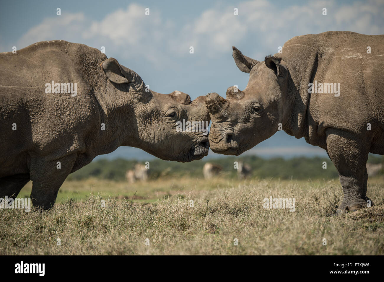 Socializes Sudan del sud con il rinoceronte bianco a Ol Pejeta Nature Conservancy in Kenya, egli è uno degli ultimi quattro bianco settentrionale Foto Stock