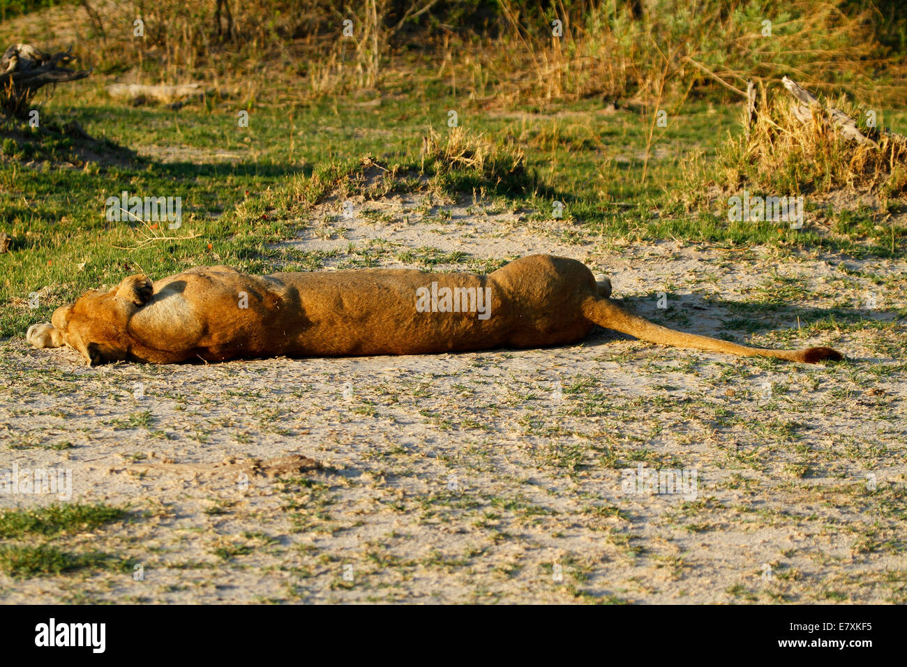 Il Regal lion dell'Africa di top & più temuto predatore apex, vedere la definizione muscolare sulla schiena molto forte degli animali stabilisce Foto Stock