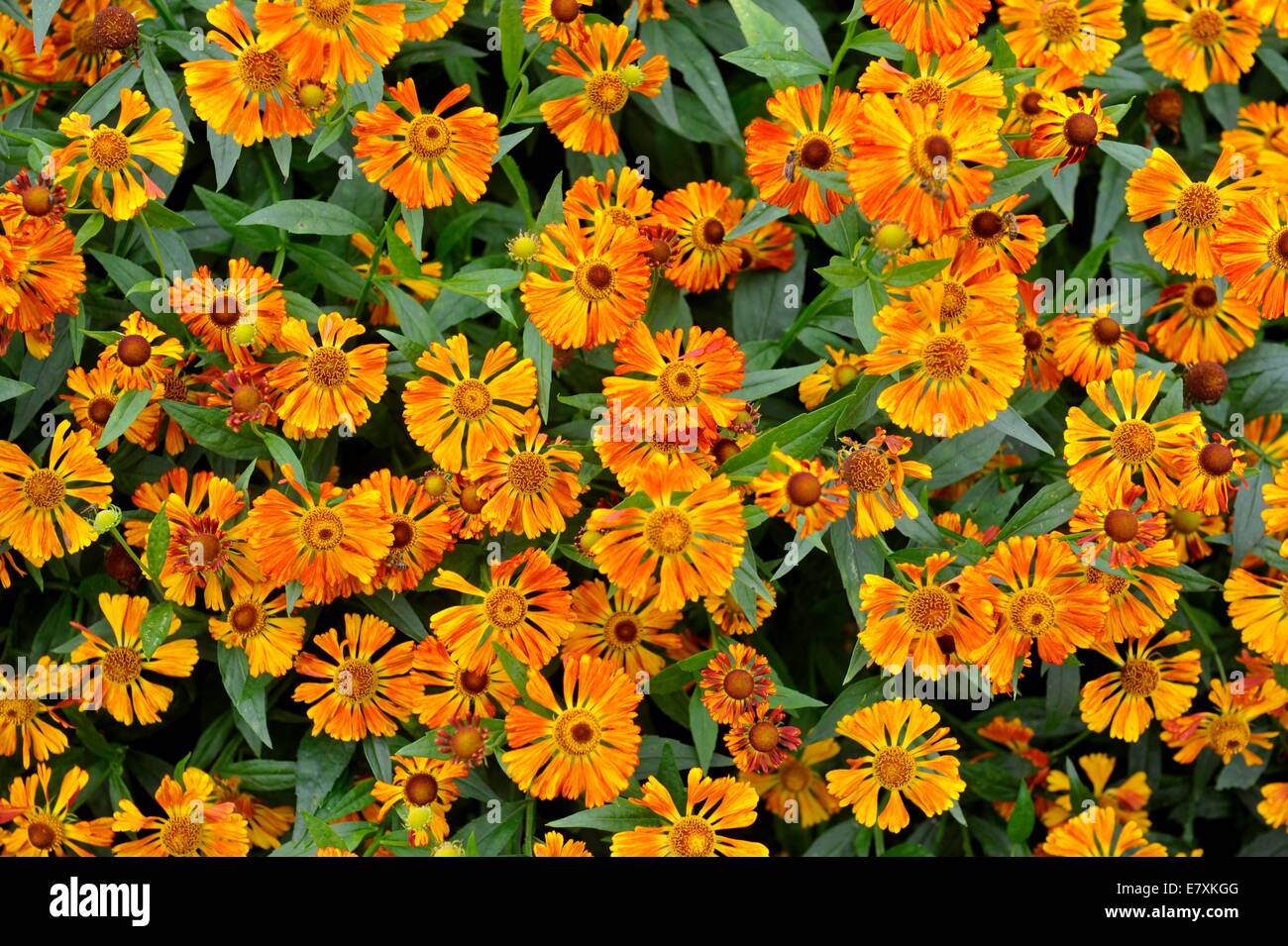 La University of Oxford Botanic Garden è il giardino botanico più antico in Gran Bretagna. Il suo più di 375 anni. Foto da: Brian Jor Foto Stock