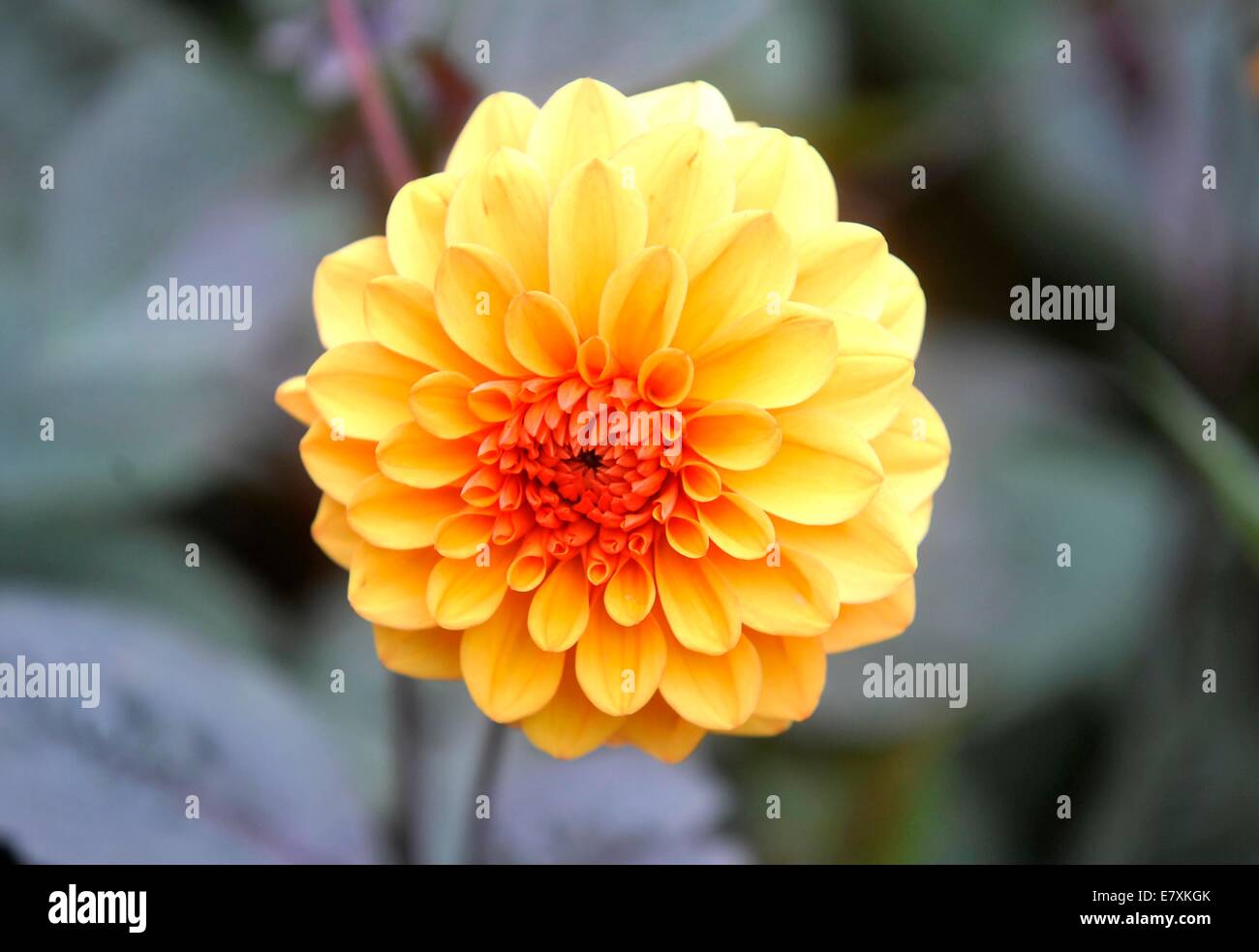 La University of Oxford Botanic Garden è il giardino botanico più antico in Gran Bretagna. Il suo più di 375 anni. Foto da: Brian Jor Foto Stock