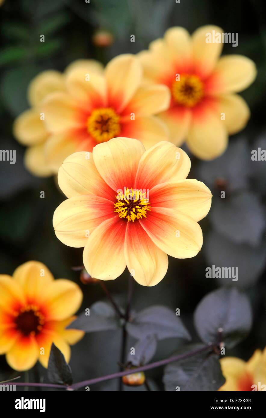 La University of Oxford Botanic Garden è il giardino botanico più antico in Gran Bretagna. Il suo più di 375 anni. Foto da: Brian Jor Foto Stock