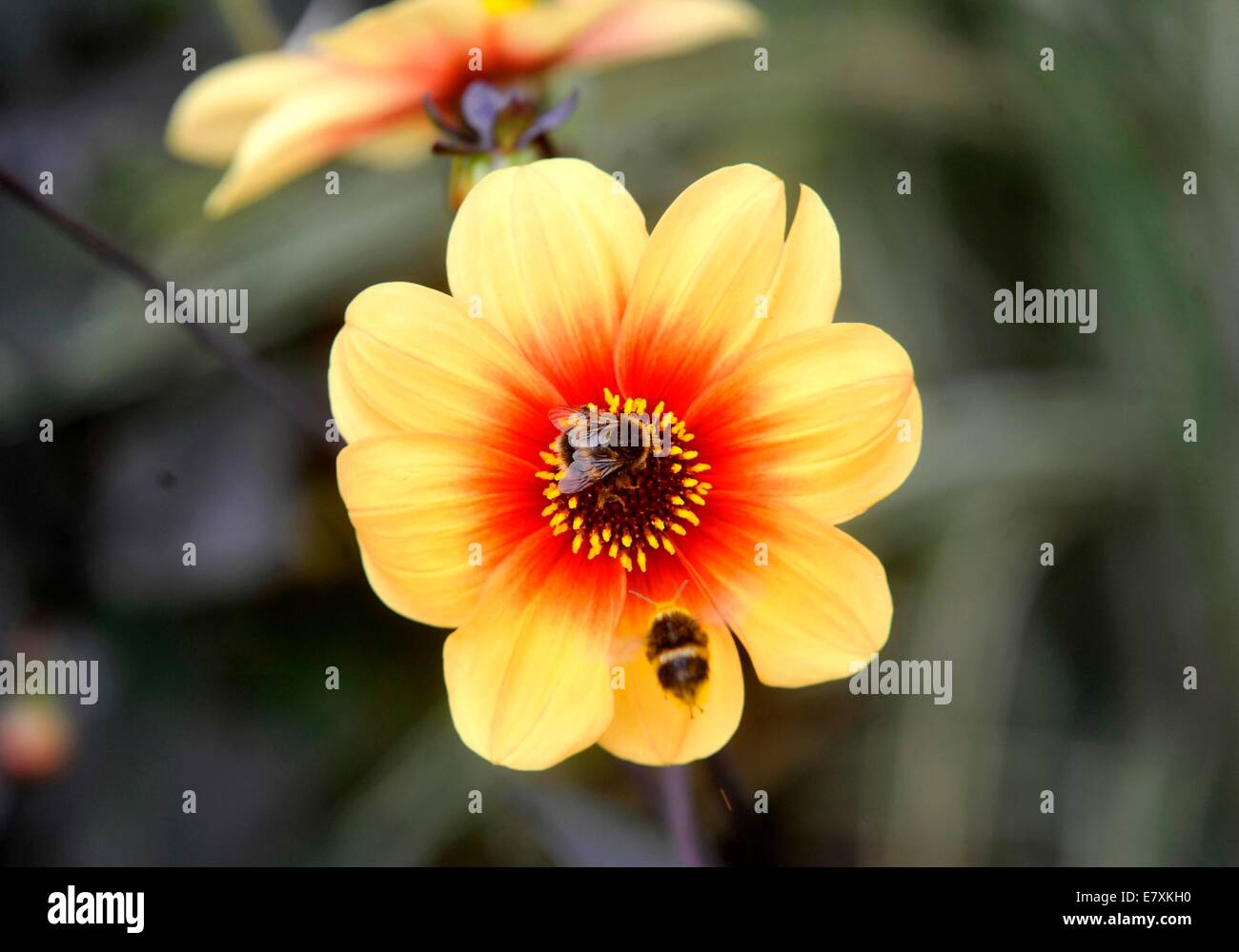 La University of Oxford Botanic Garden è il giardino botanico più antico in Gran Bretagna. Il suo più di 375 anni. Foto da: Brian Jor Foto Stock