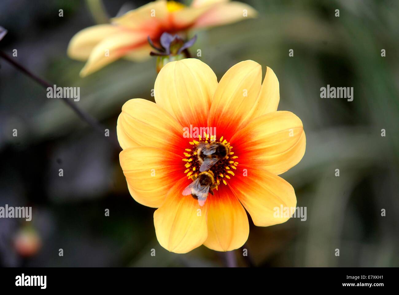 La University of Oxford Botanic Garden è il giardino botanico più antico in Gran Bretagna. Il suo più di 375 anni. Foto da: Brian Jor Foto Stock