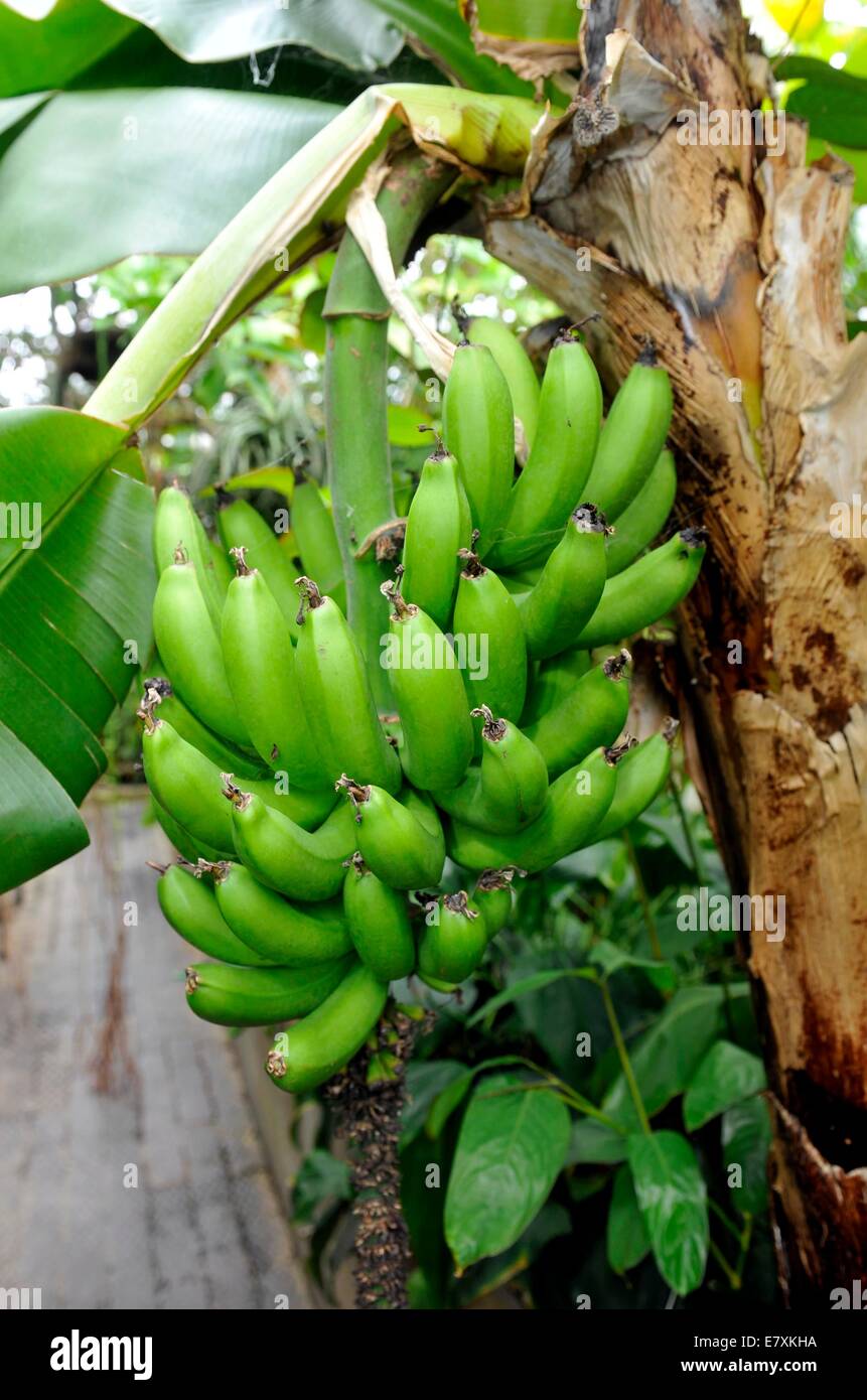 La University of Oxford Botanic Garden è il giardino botanico più antico in Gran Bretagna. Il suo più di 375 anni. Foto da: Brian Jor Foto Stock