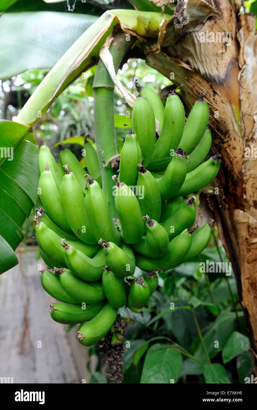 La University of Oxford Botanic Garden è il giardino botanico più antico in Gran Bretagna. Il suo più di 375 anni. Foto da: Brian Jor Foto Stock