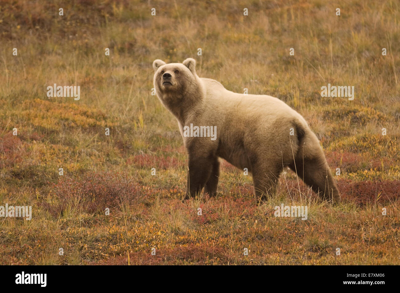 Orso grizzly (Ursus arctos) seminare Denali National Park, Alaska. Foto Stock