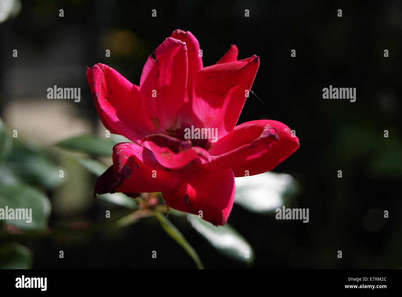Un oscuro fiore rosa trovati in Springfield, Ohio - tiro con un obiettivo macro. Foto Stock