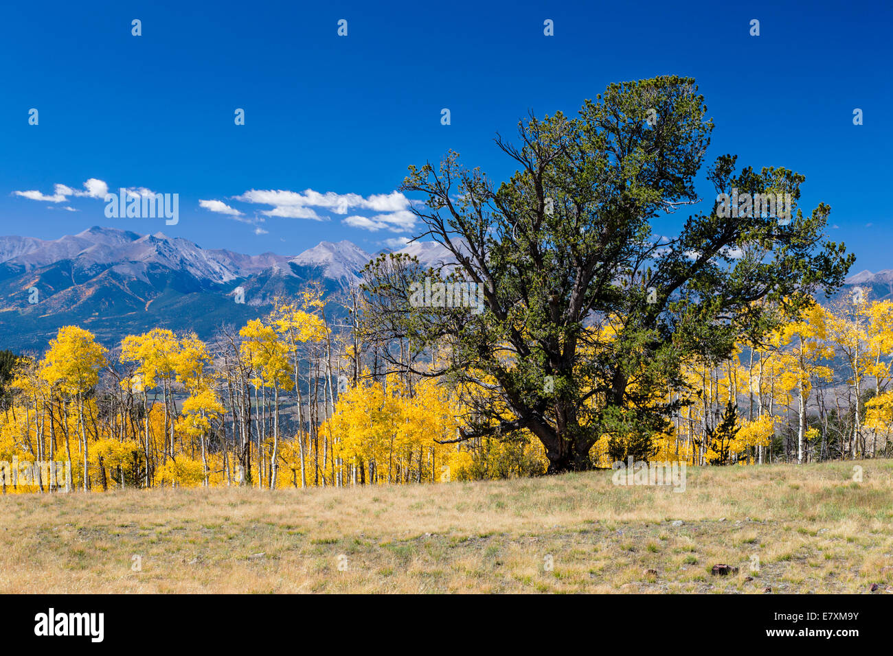 Pinus ponderosa, ponderosa pine, bull pine, blackjack pine,o western giallo aghi di pino e Aspen caduta delle foglie di colori Foto Stock