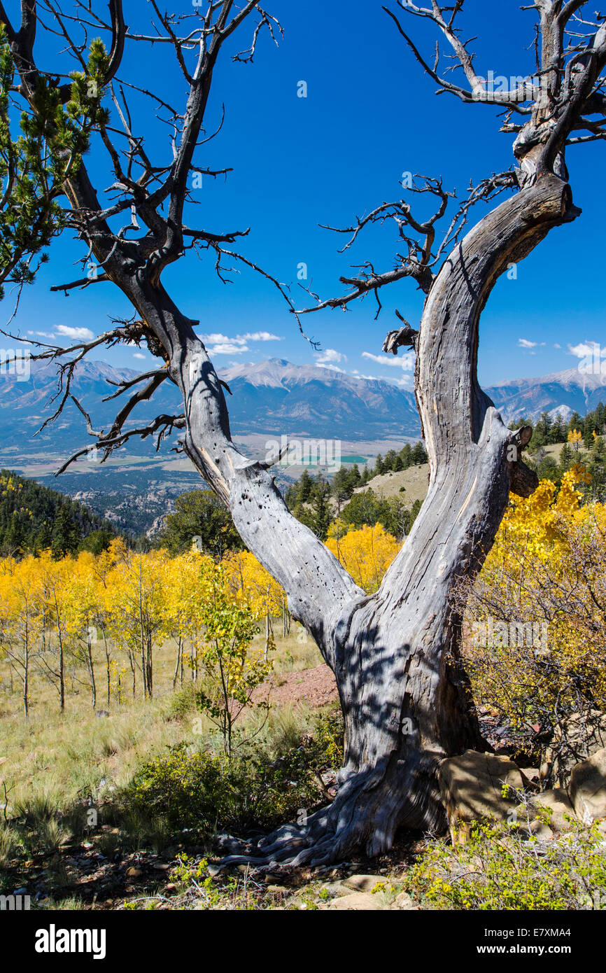 Caduta delle foglie con i colori autunnali, Aspen Ridge, Central Colorado, STATI UNITI D'AMERICA Foto Stock