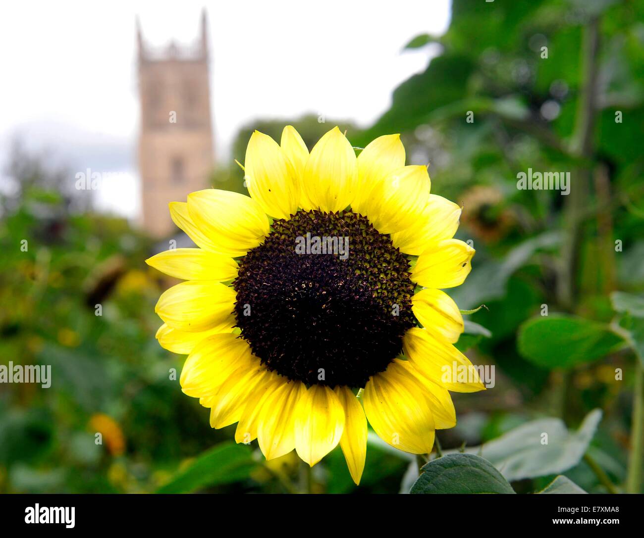 La University of Oxford Botanic Garden è il giardino botanico più antico in Gran Bretagna. Il suo più di 375 anni. Foto da: Brian Jor Foto Stock