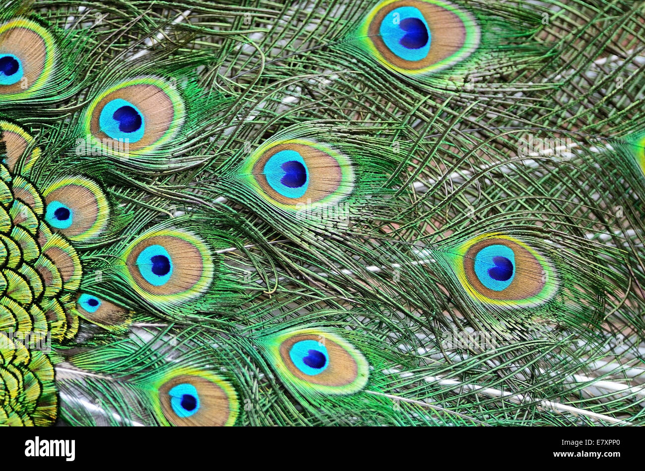 Piumaggio colorato di verde maschio Peafowl piume sfondo Foto Stock