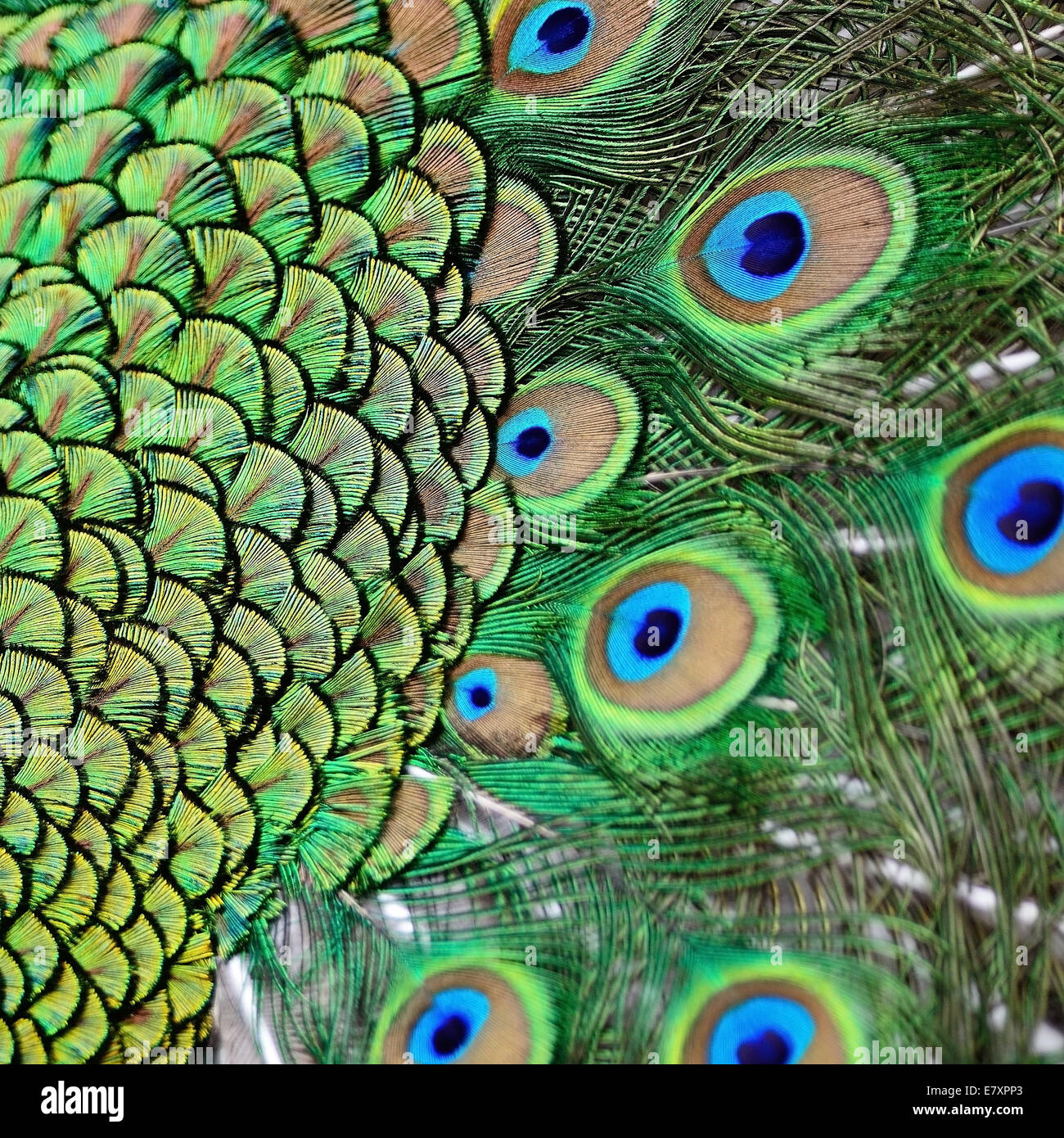 Piumaggio colorato di verde maschio Peafowl piume sfondo Foto Stock