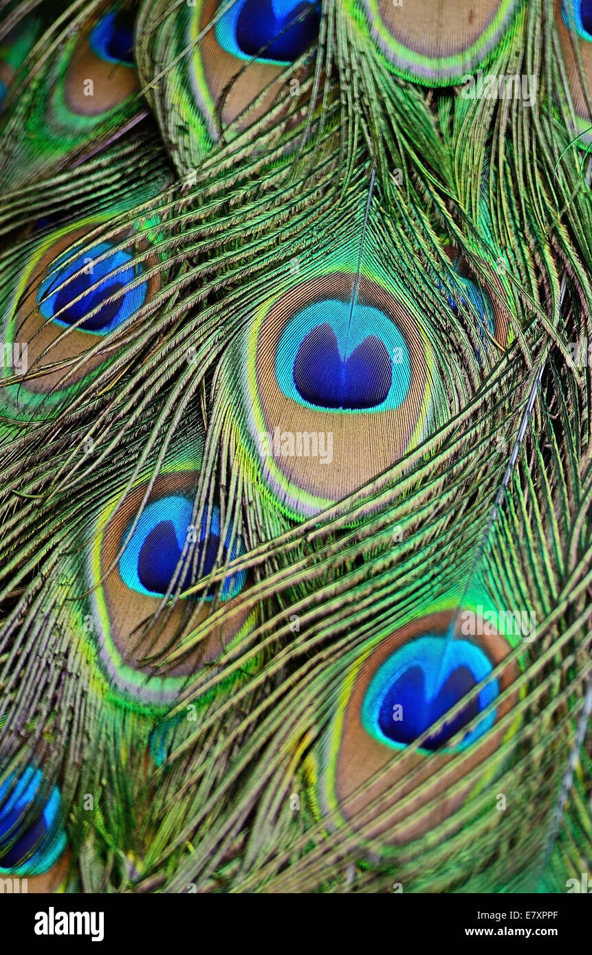 Piumaggio colorato di verde maschio Peafowl piume sfondo Foto Stock