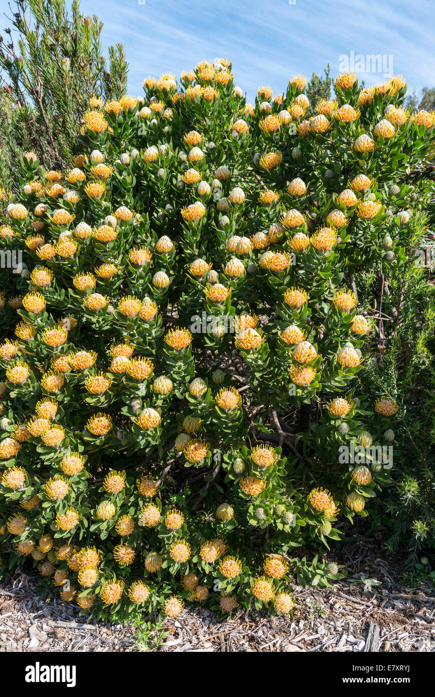 Protea bush con infiorescenze (Leucospermum conocarpodendron x glabrum) 'albero puntaspilli', Kirstenbosch Botanical Garden, C Foto Stock