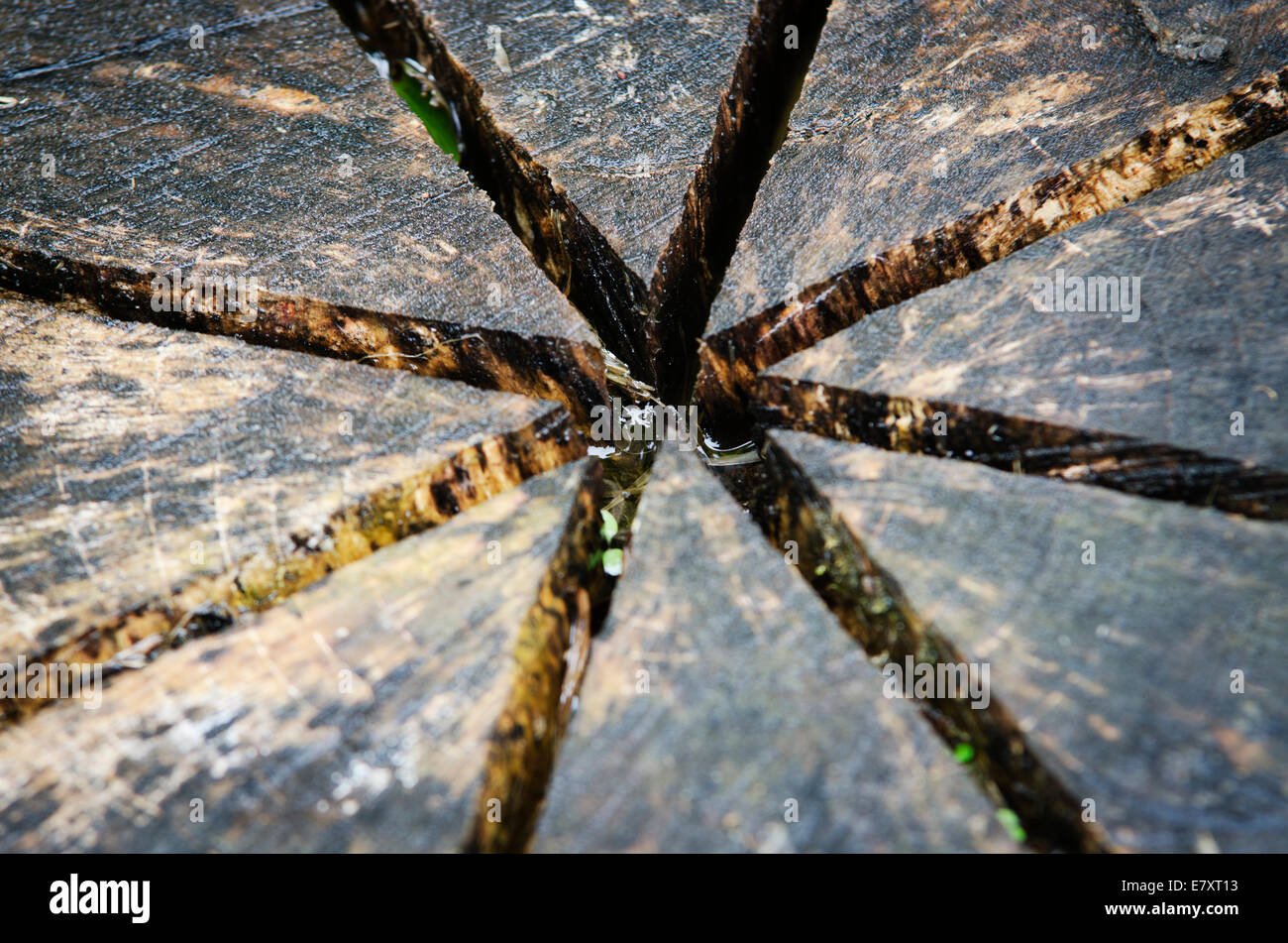 Close up dettaglio del tronco di un albero giacente Foto Stock