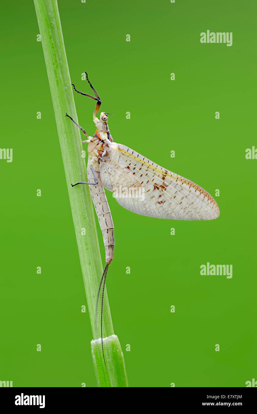 Mayfly (Ephemera glaucops), femmina, Renania settentrionale-Vestfalia, Germania Foto Stock