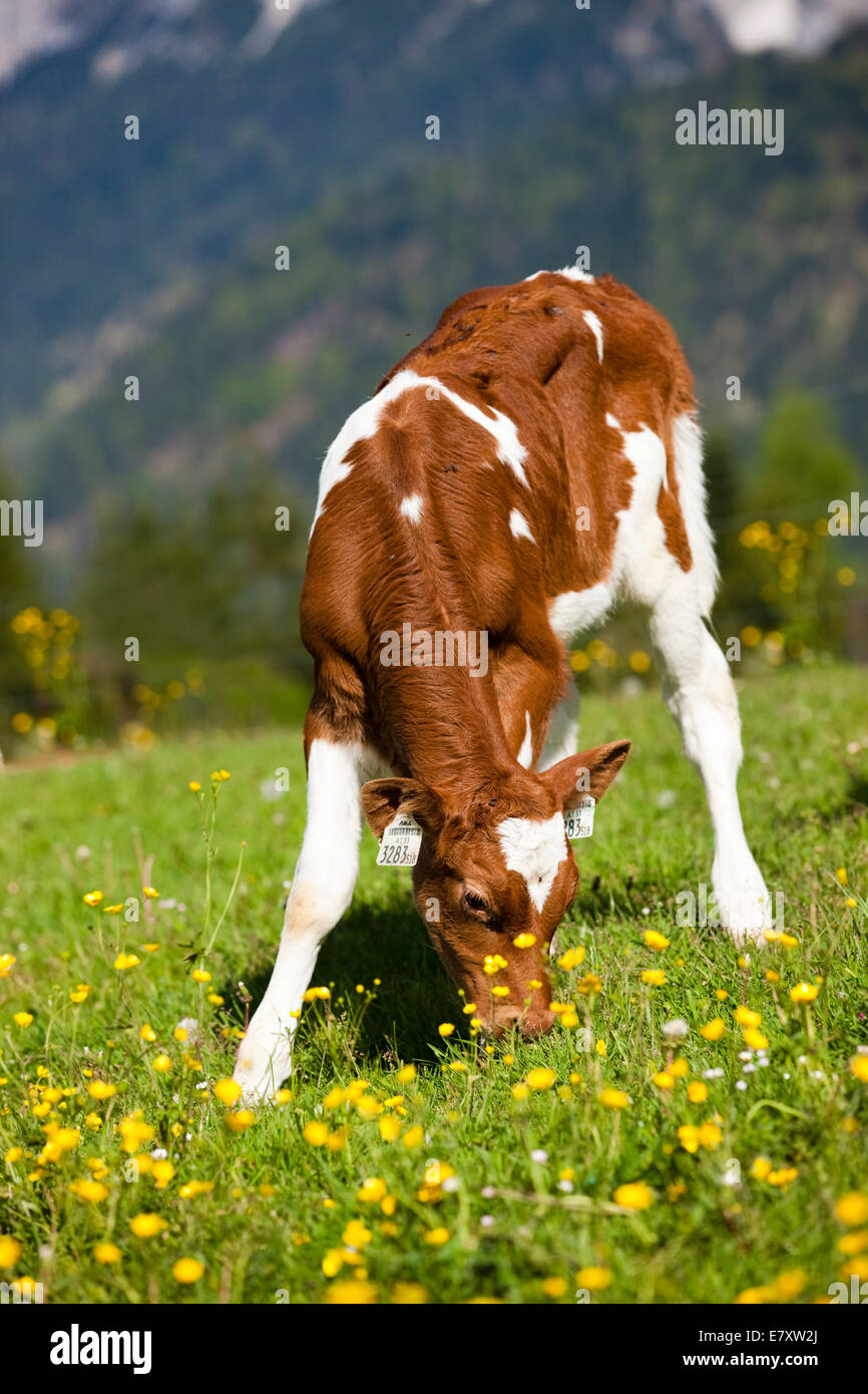 Red Holstein bestiame al pascolo di vitello su un prato di fiori, Tirolo del nord, Austria Foto Stock