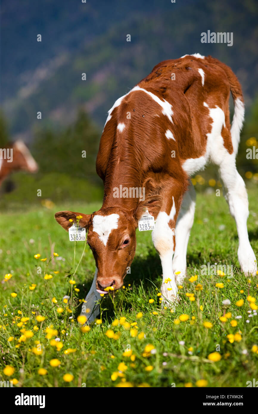 Red Holstein bestiame al pascolo di vitello su un prato di fiori, Tirolo del nord, Austria Foto Stock