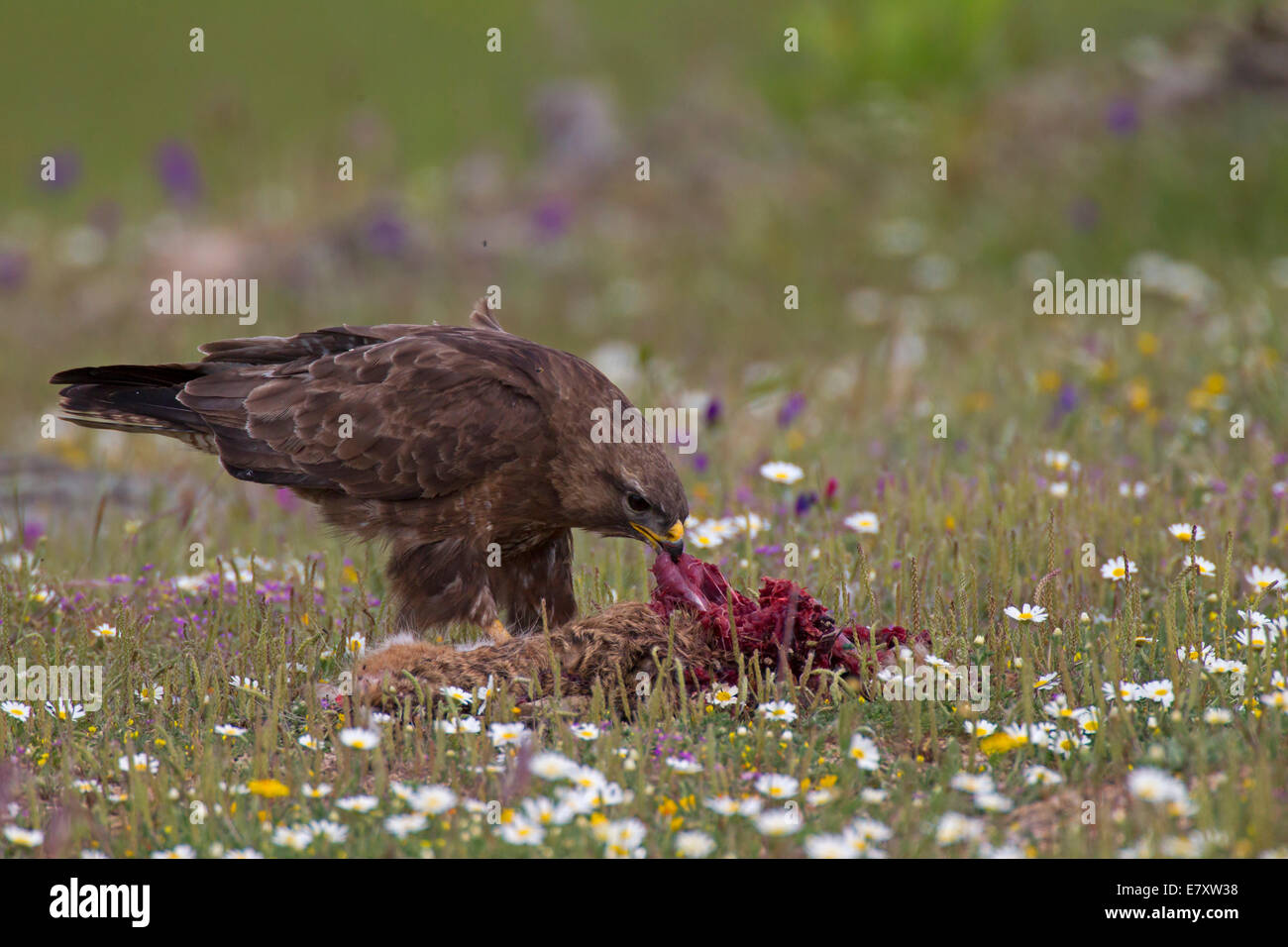 La poiana (Buteo buteo) alimentazione sulla carcassa di una lepre, Estremadura, Spagna Foto Stock