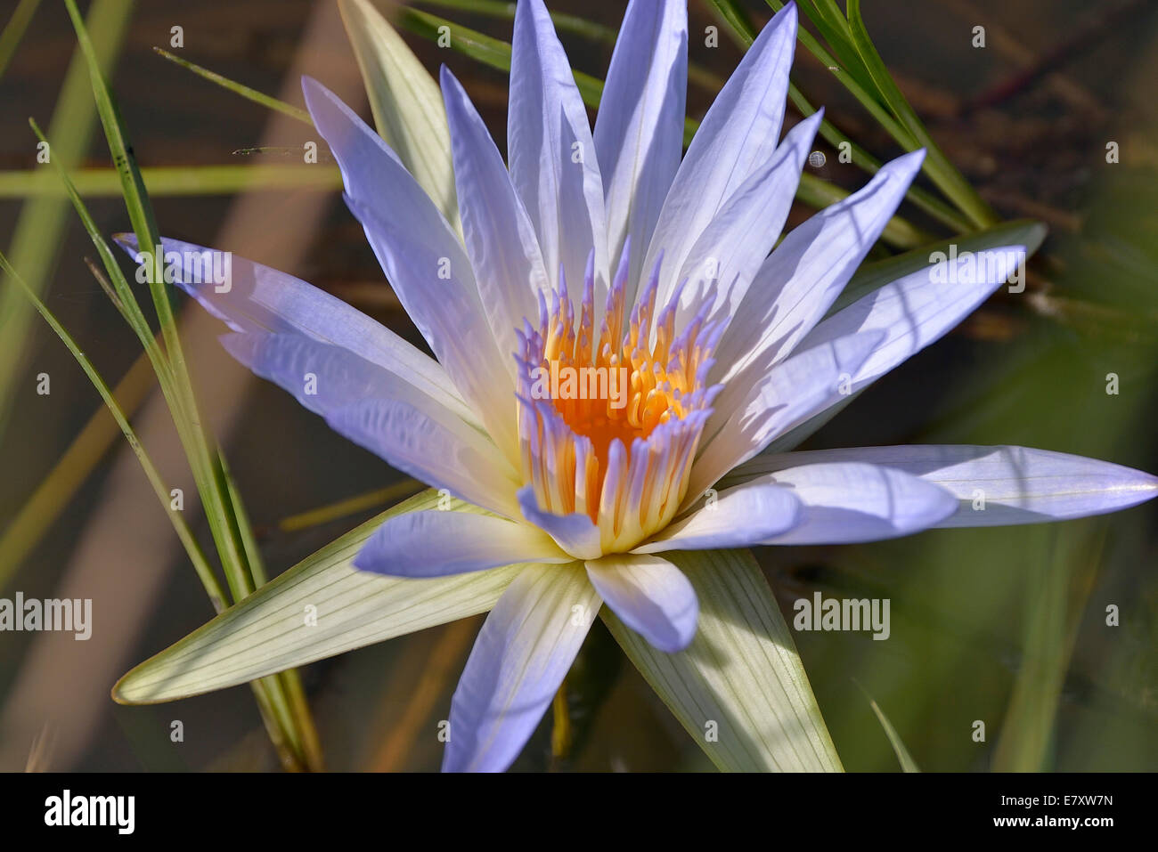 Blu acqua egiziana Lily o sacro giglio azzurro (Nymphaea caerulea), Sud Luangwa National Park, Luangwa Valley, Zambia Foto Stock