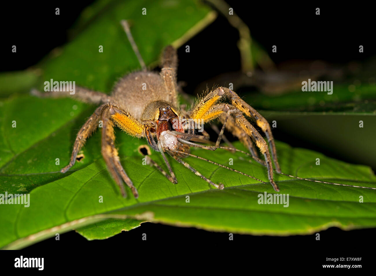 Brasiliano ragno errante o Banana Spider, genere Phoneutria, spider famiglia Ctenidae, Tambopata Riserva Naturale Foto Stock