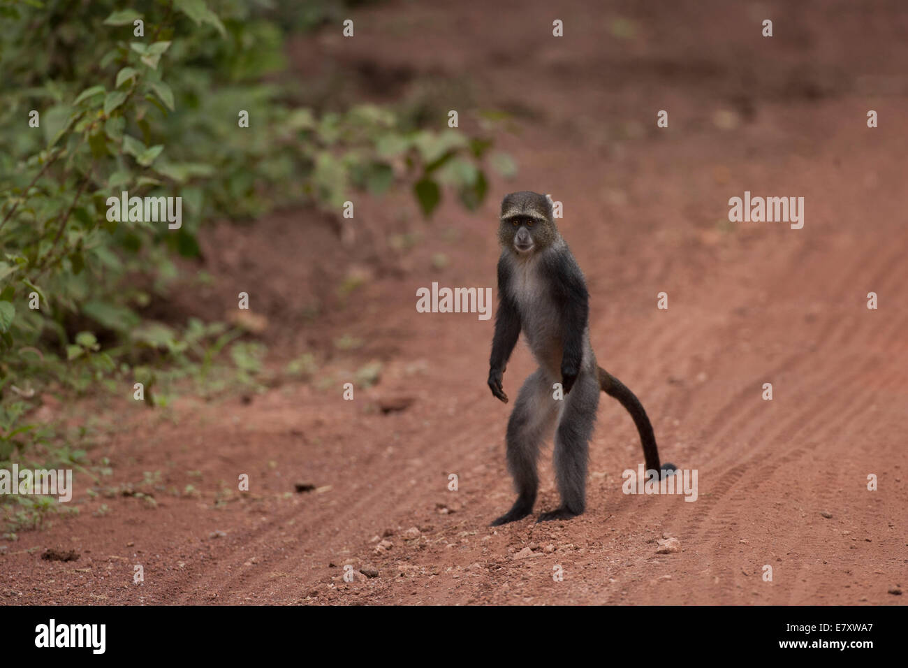 Blue Monkey, o samango monkey, (Cercopithecus mitis) in posizione eretta. Questa scimmia vive in truppe, rinviando ad una mal dominante Foto Stock
