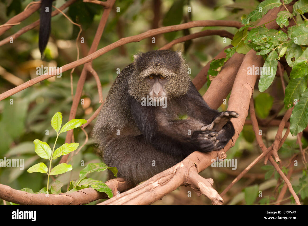 Blue Monkey, o samango monkey, (Cercopithecus mitis) in una struttura ad albero. Questa scimmia vive in truppe, rinviando ad un maschio dominante (visto Foto Stock