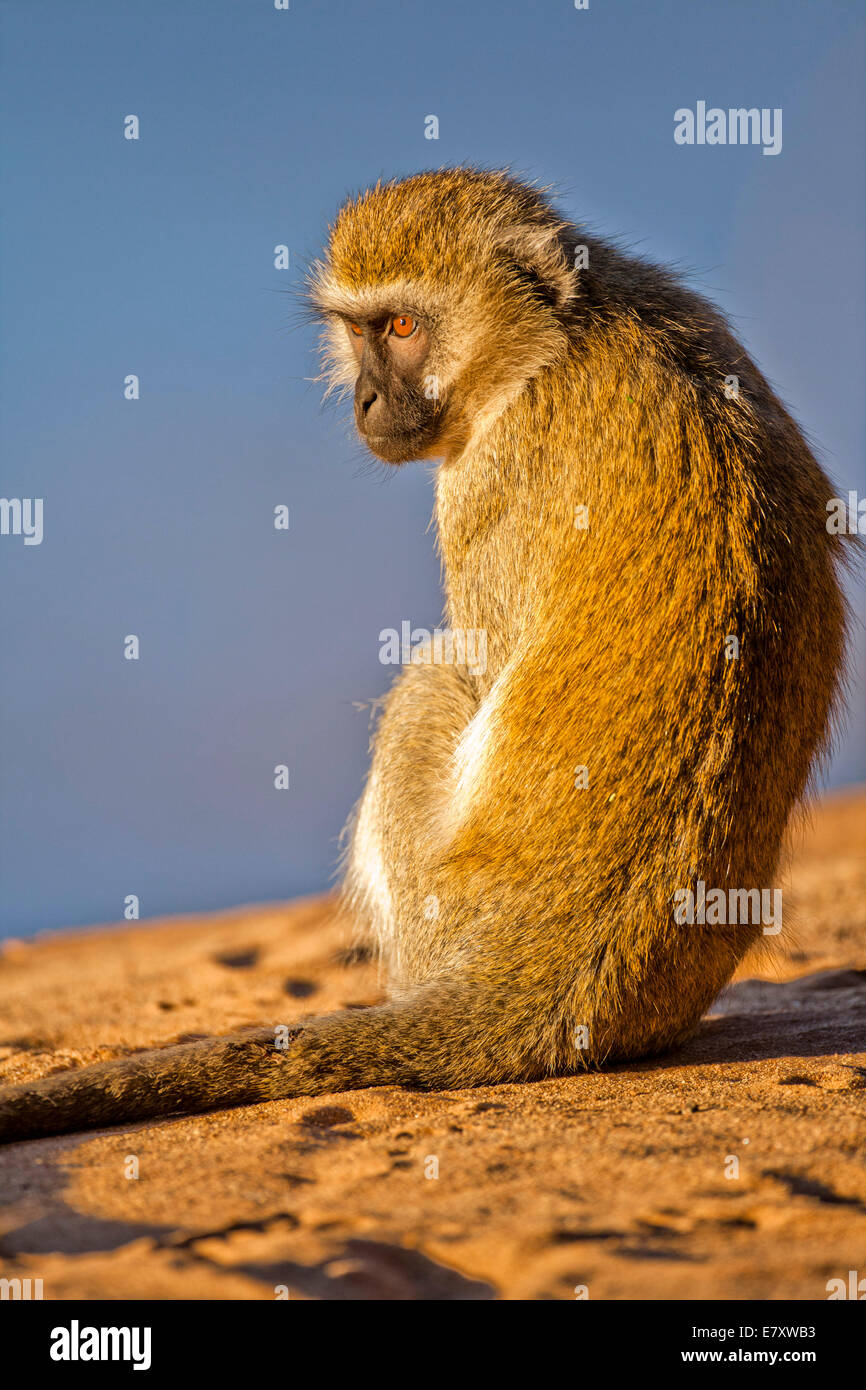 Grivet monkey (Chlorocebus aethiops). Questa scimmia vive in gruppi di dieci e trenta individui alimentare sulla vegetazione, frutte e Foto Stock