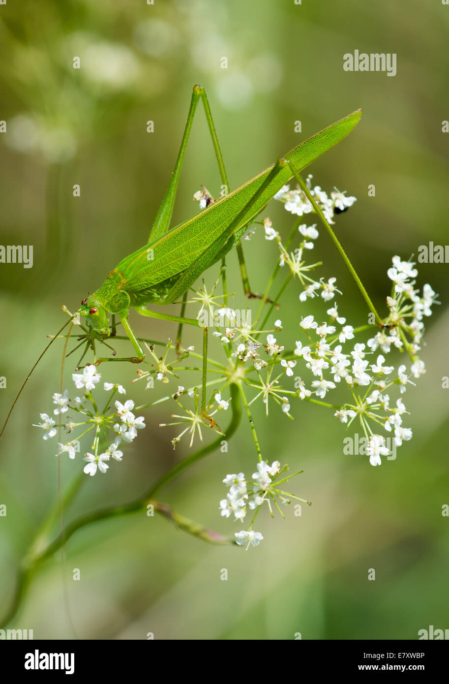 Grande Grasshopper verde si trova in pianta Foto Stock