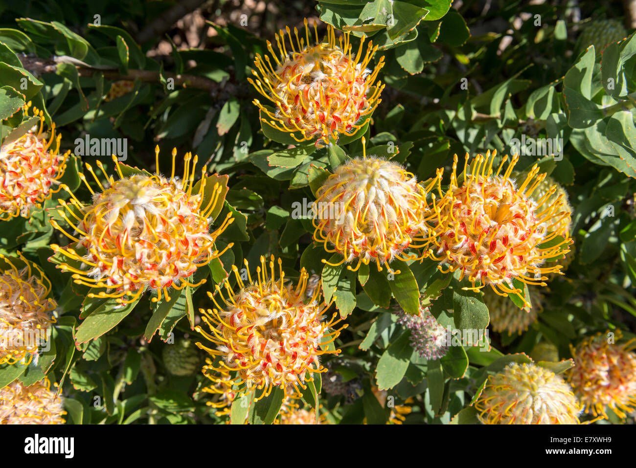 Protea infiorescenze (Leucospermum conocarpodendron x glabrum), cloeseup, Kirstenbosch Botanical Garden, Cape Town, Sud Afric Foto Stock