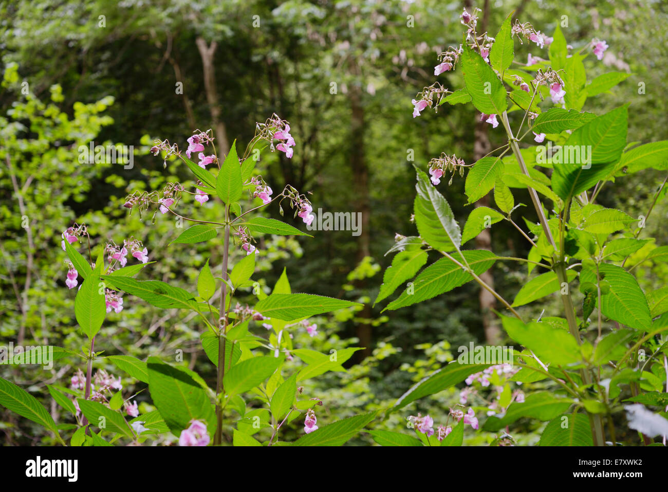 L'Himalayan Balsamina Impatiens glandulifera, invasivo introdotto non pianta nativa, Wales, Regno Unito. Foto Stock