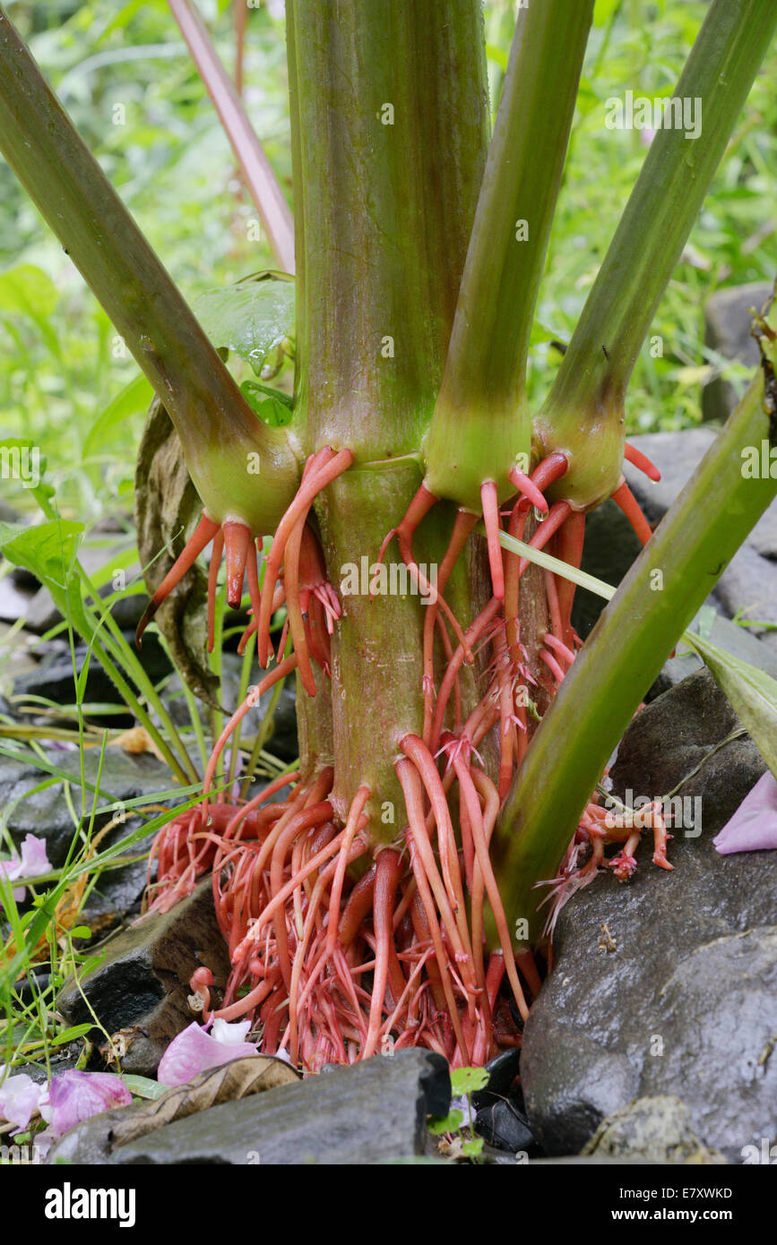 Radici aeree di Himalayan Balsamina Impatiens glandulifera, invasivo introdotto non pianta nativa, Wales, Regno Unito. Foto Stock
