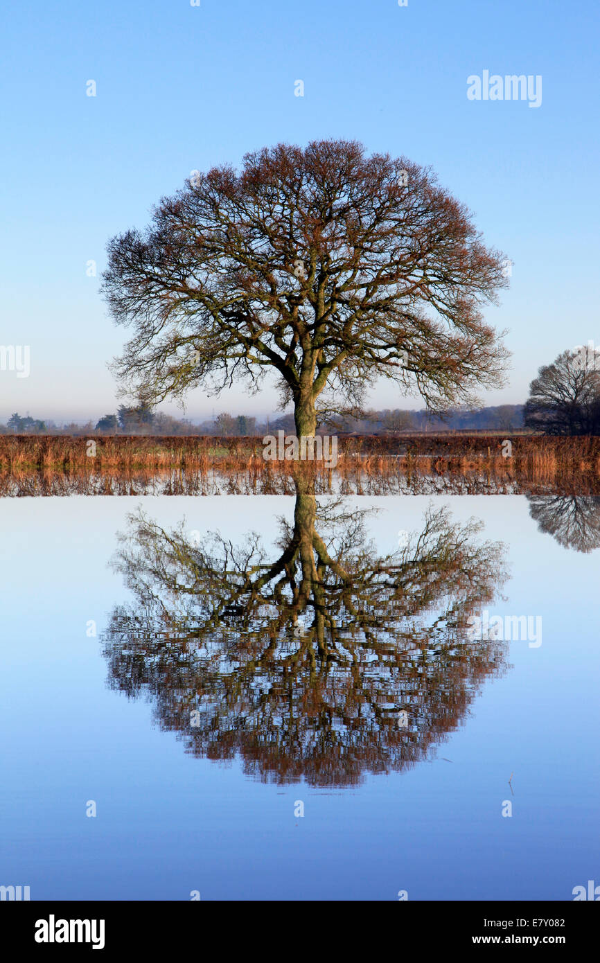 L'immagine riflessa di una quercia in inverno acqua di inondazione su terreni agricoli a stuckton in Hampshire. Foto Stock