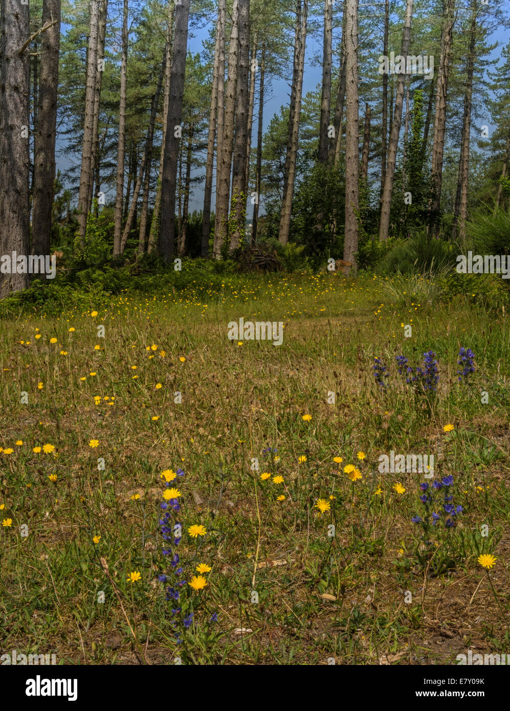 Una radura in una foresta consentendo un'area di luce del sole dove i fiori possono prosperare Foto Stock