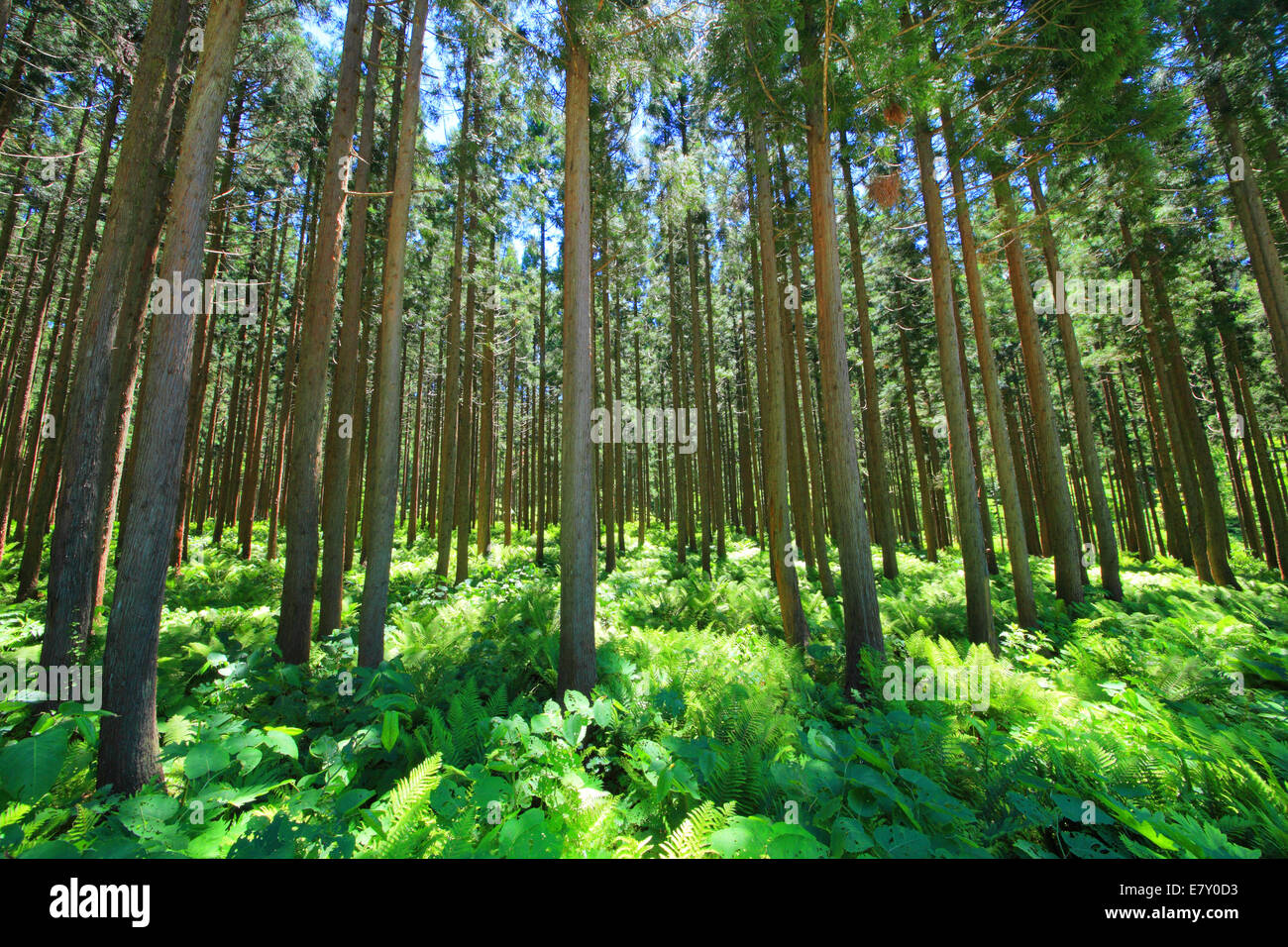 Foresta verde Foto Stock