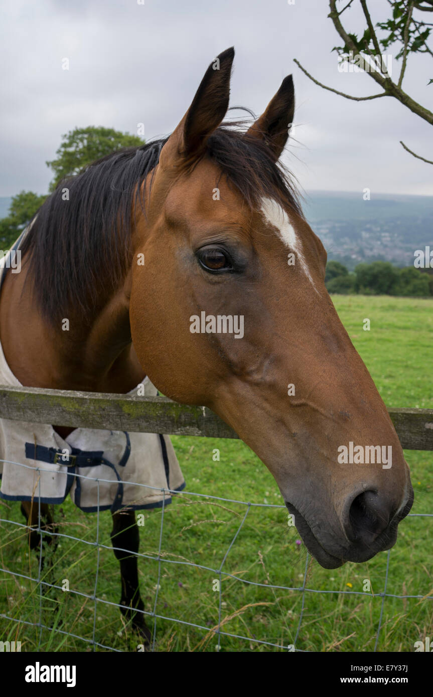 Primo piano della testa del cavallo della baia e parte anteriore del corpo (animale domestico marrone amichevole nel tappeto, appoggiato sopra legno & recinto del campo del filo metallico) - Yorkshire occidentale, Inghilterra, Regno Unito. Foto Stock