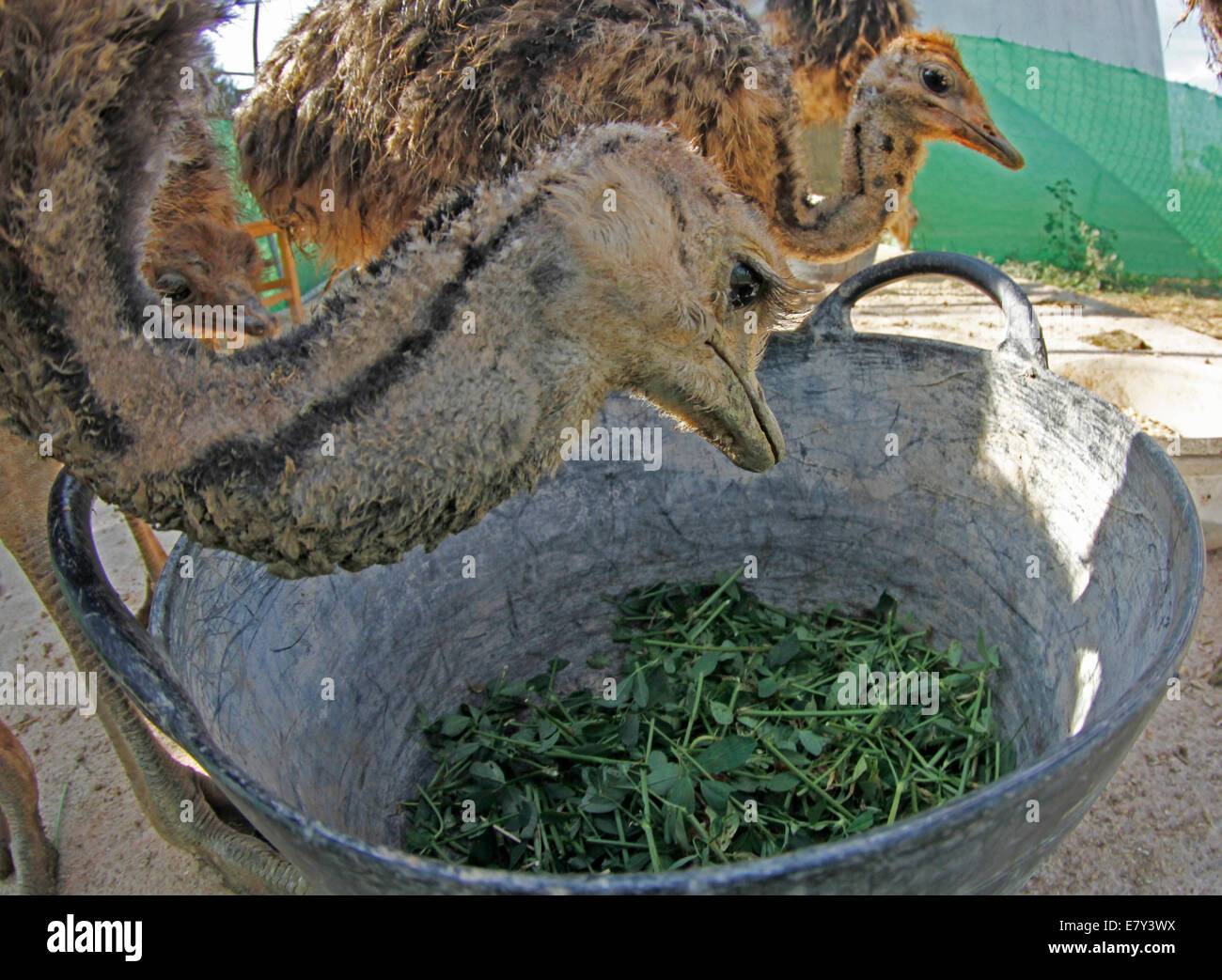 Ostrich visto in una fattoria nell'isola di Maiorca, SPAGNA Foto Stock