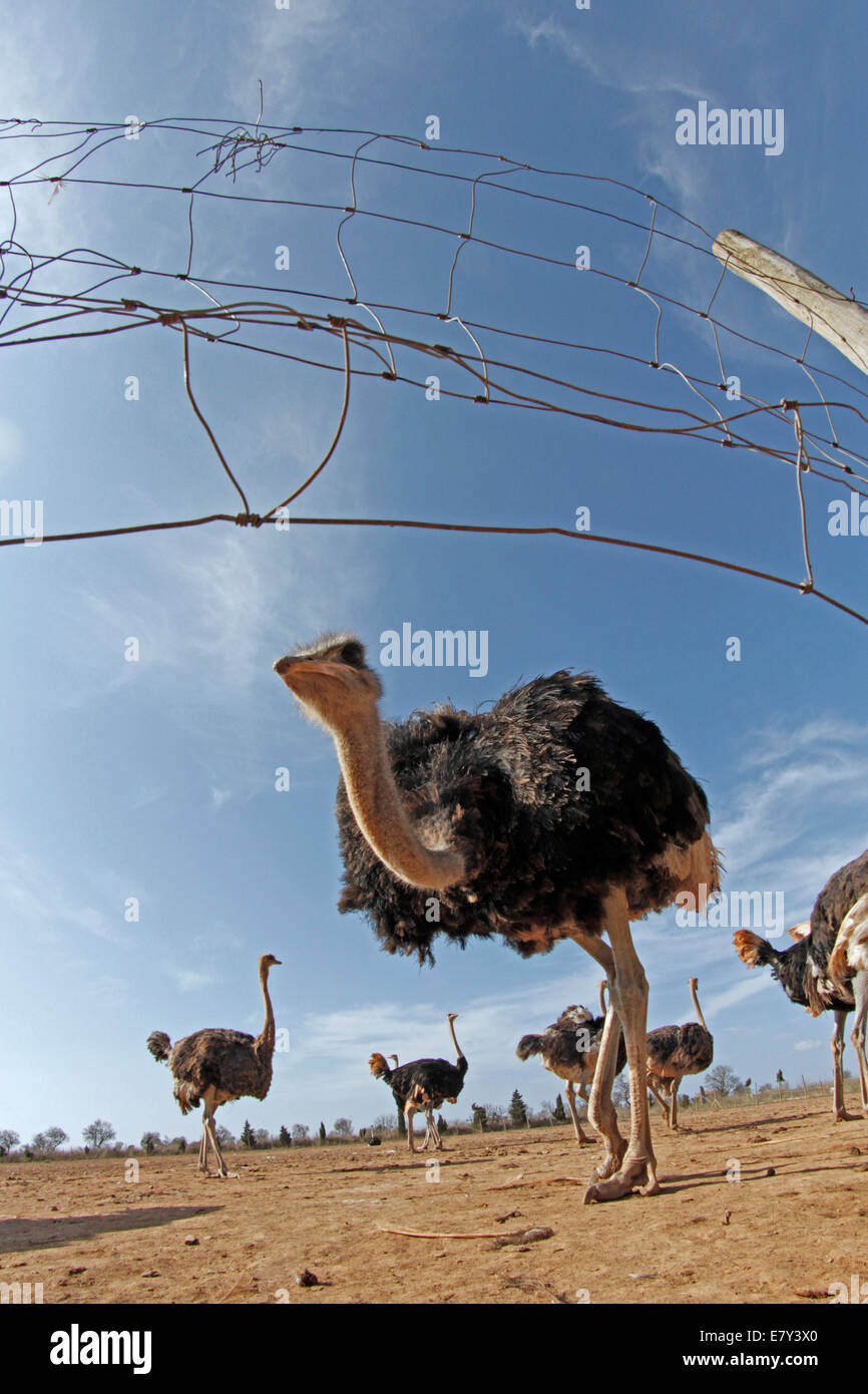 Ostrich visto in una fattoria nell'isola di Maiorca, SPAGNA Foto Stock