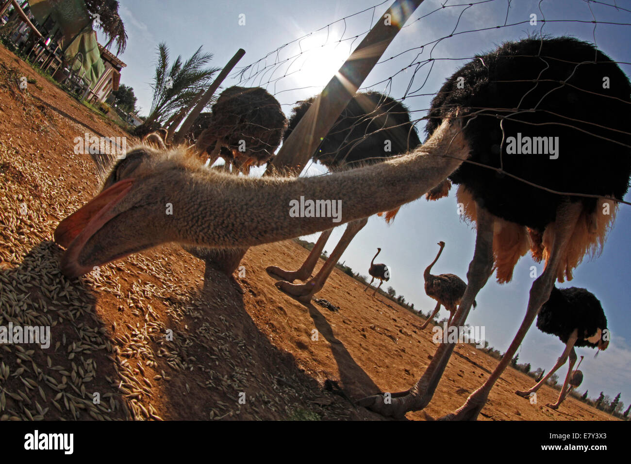 Ostrich visto in una fattoria nell'isola di Maiorca, SPAGNA Foto Stock